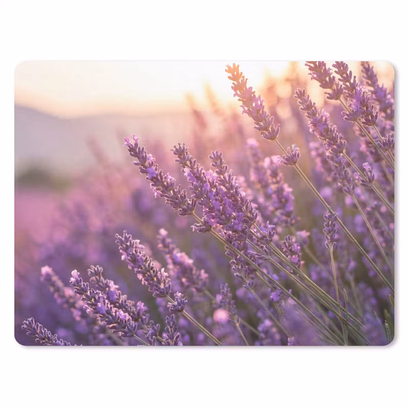 Muismat - Lavendel - Paars - Zonlicht — 1