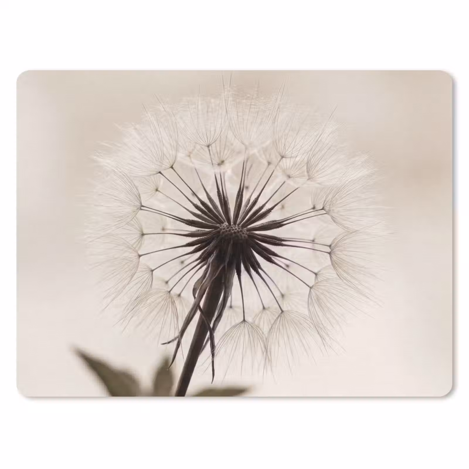 Muismat - Paardenbloem - Minimalistisch - Wit — 1