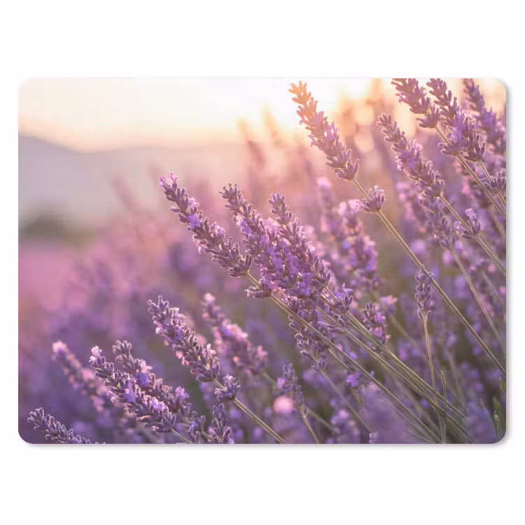Muismat - Lavendel - Paars - Zonlicht — 1
