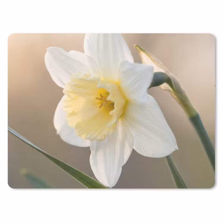 Muismat - Narcis - Bloem - Minimalistisch — 1