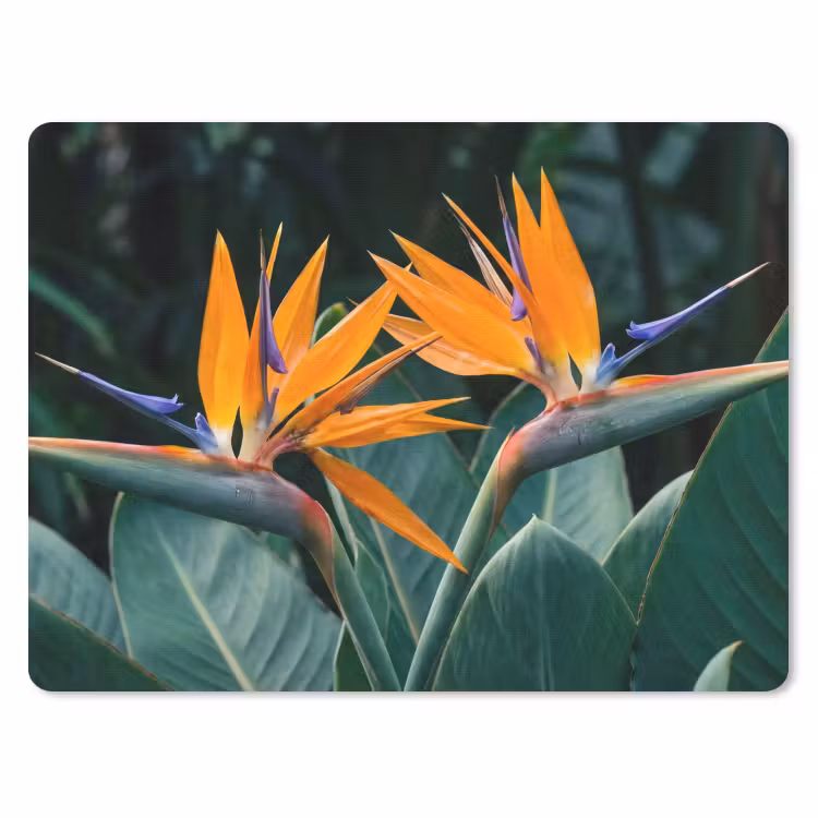 Muismat - Paradijsvogel - Bloem - Exotisch — 1