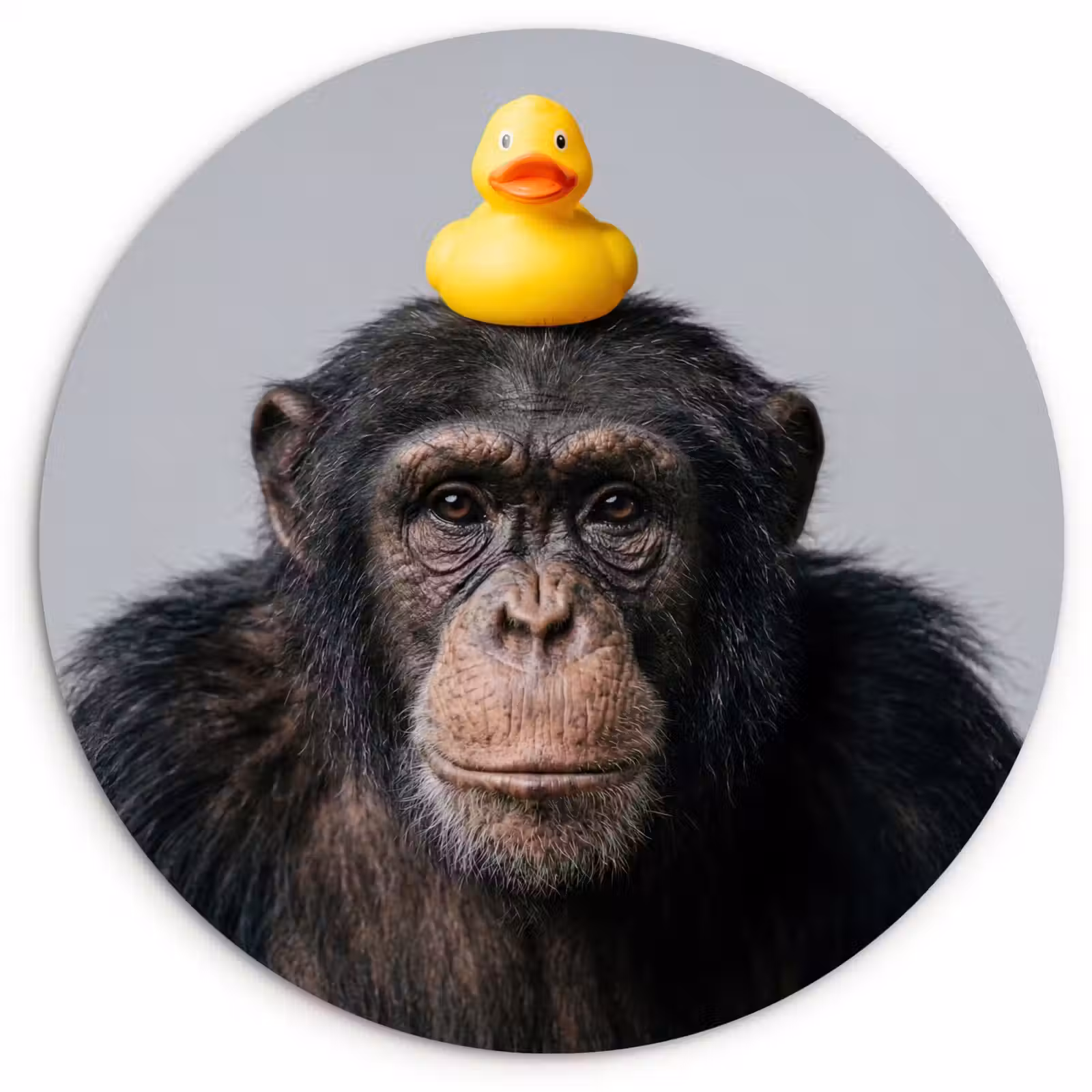 Muurcirkel - Chimpansee - Badeend - Grijs — 1