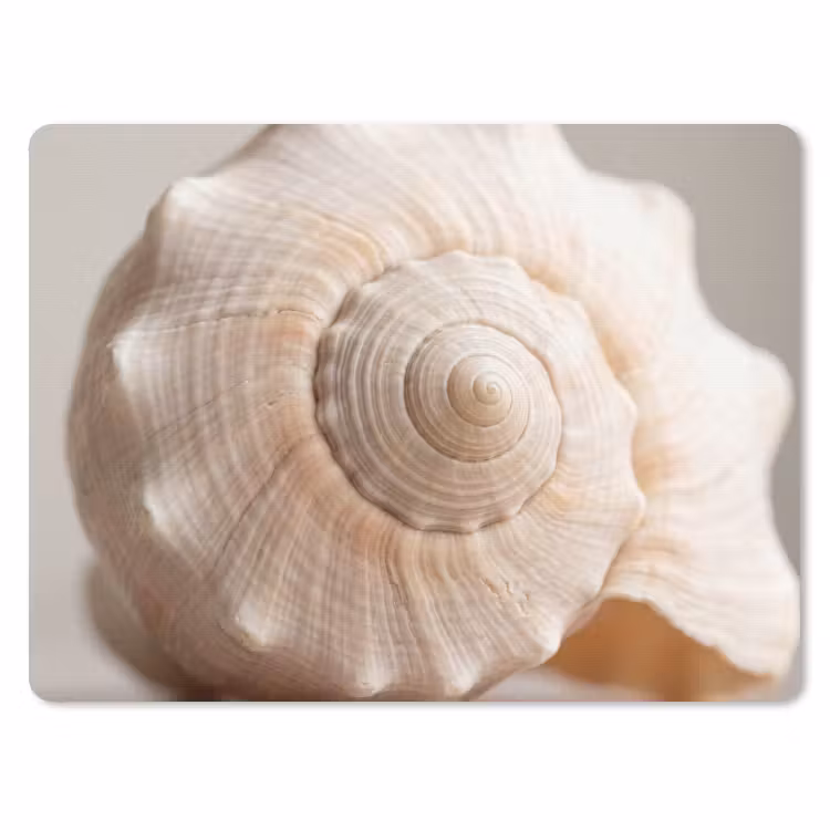 Muismat - Schelp - Detail - Beige — 1