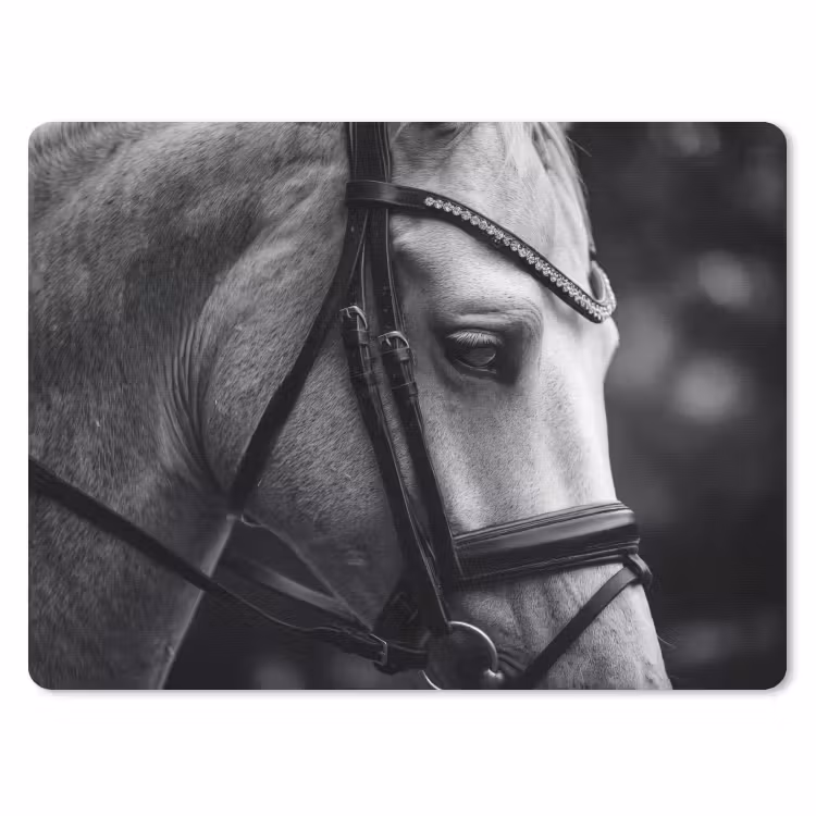 Muismat - Paard - Schimmel - Portret — 1