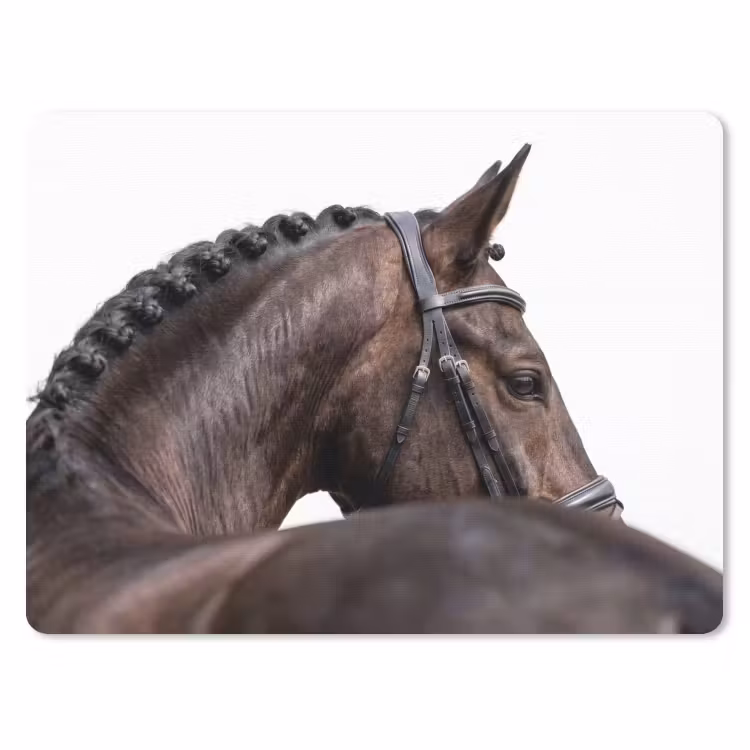 Muismat - Portret - Paard - Elegant — 1