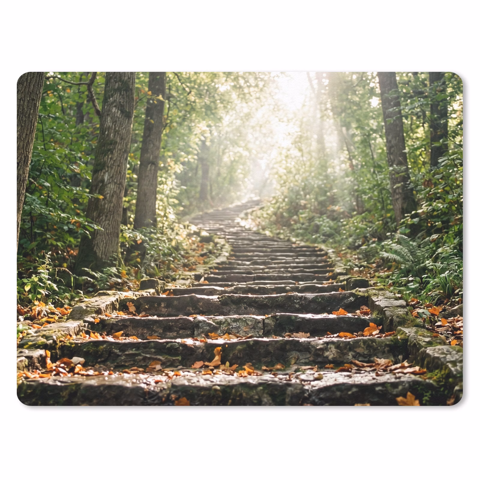 Muismat - Stenen - Trap - Bos - Natuur — 1