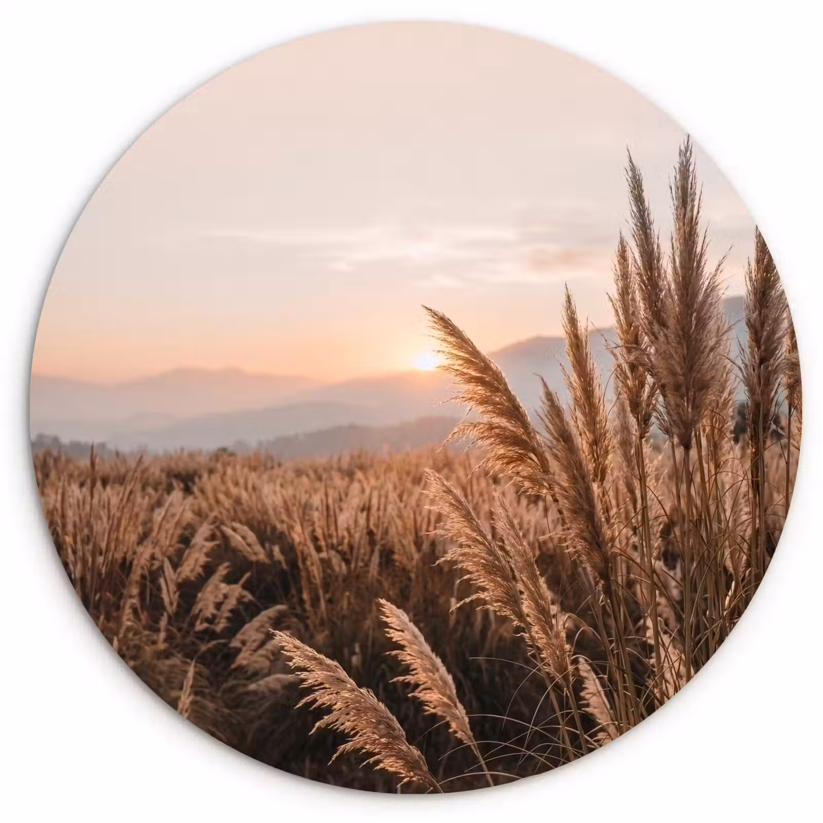 Muurcirkel - Gras - Veld - Zon - Natuur — 1