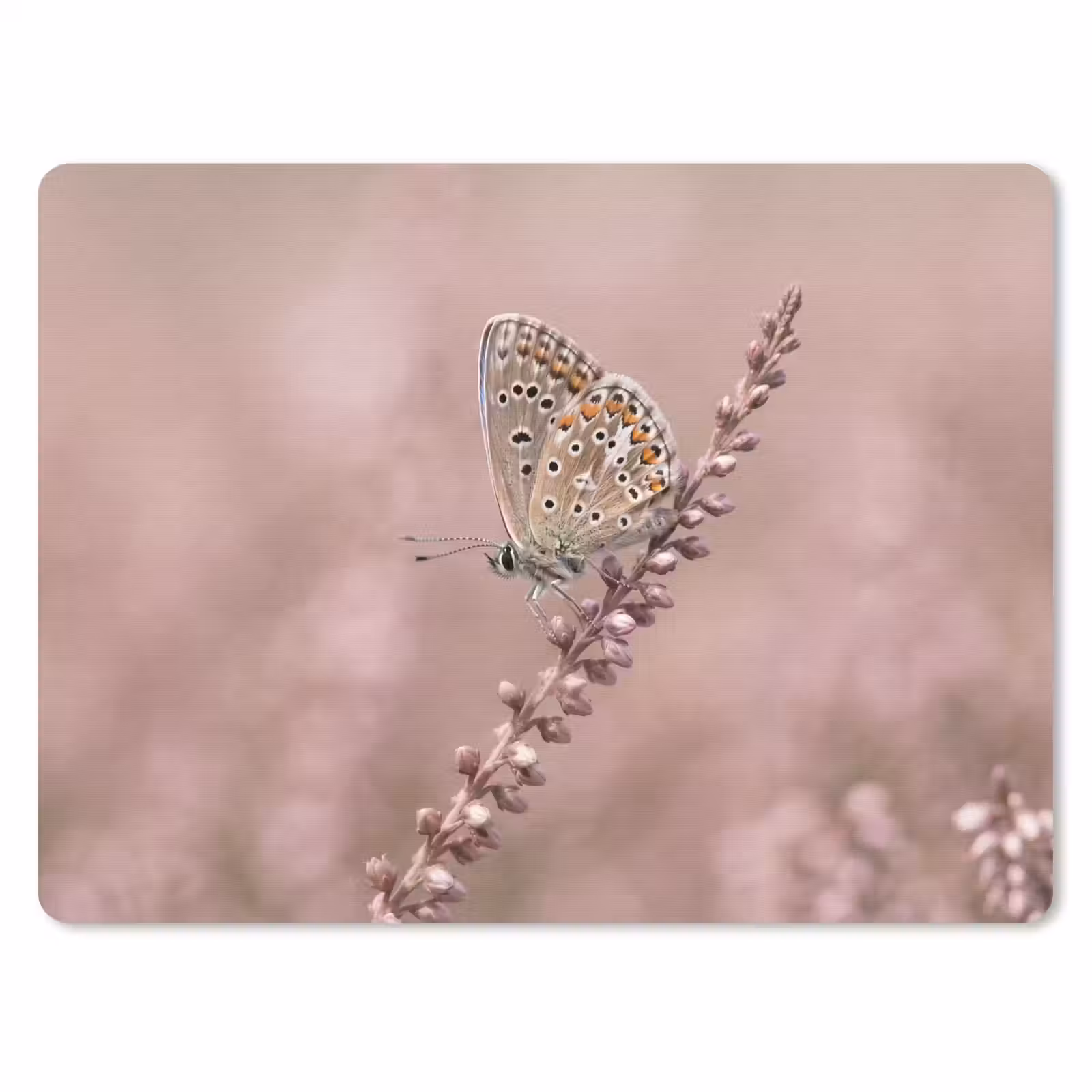 Muismat - Lavendel - Vlinder - Paars — 1