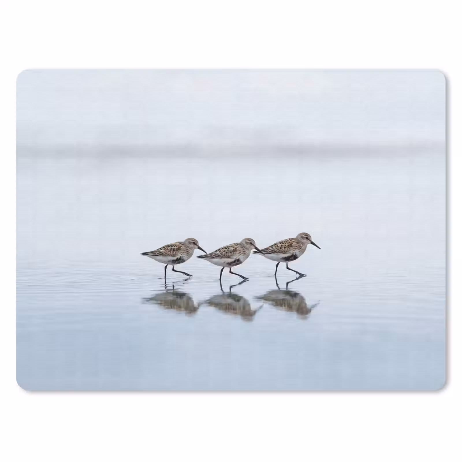 Muismat - Vogels - Water - Grijs — 1