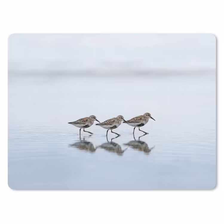 Muismat - Vogels - Water - Grijs — 1