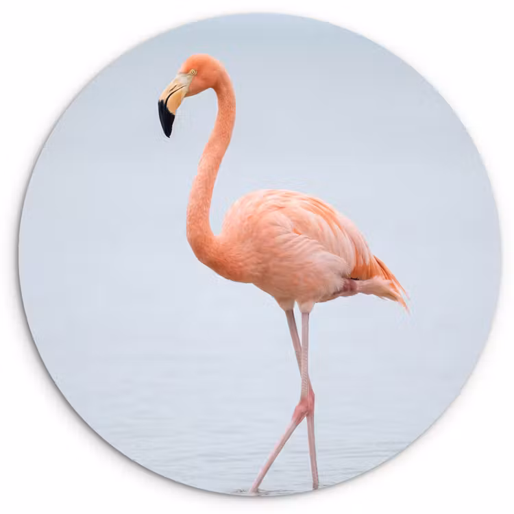 Muurcirkel - Flamingo - Zee - Roze — 1