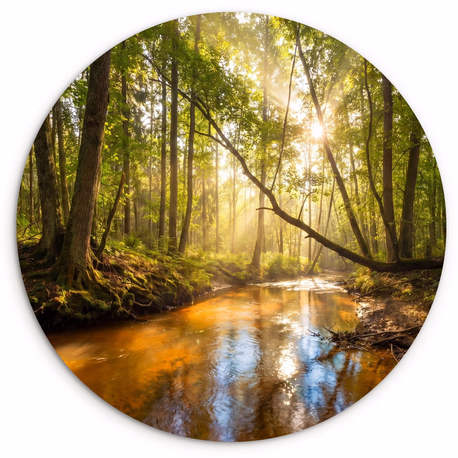 Muurcirkel - Bos - Beek - Zonlicht - Natuur - Groen — 1