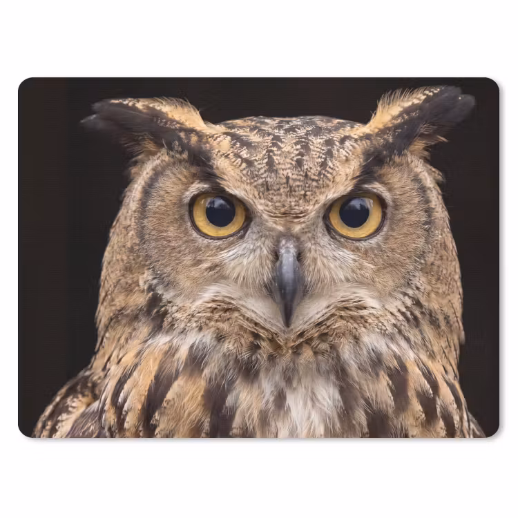 Muismat - Oehoe - Uil - Portret - Bruin — 1