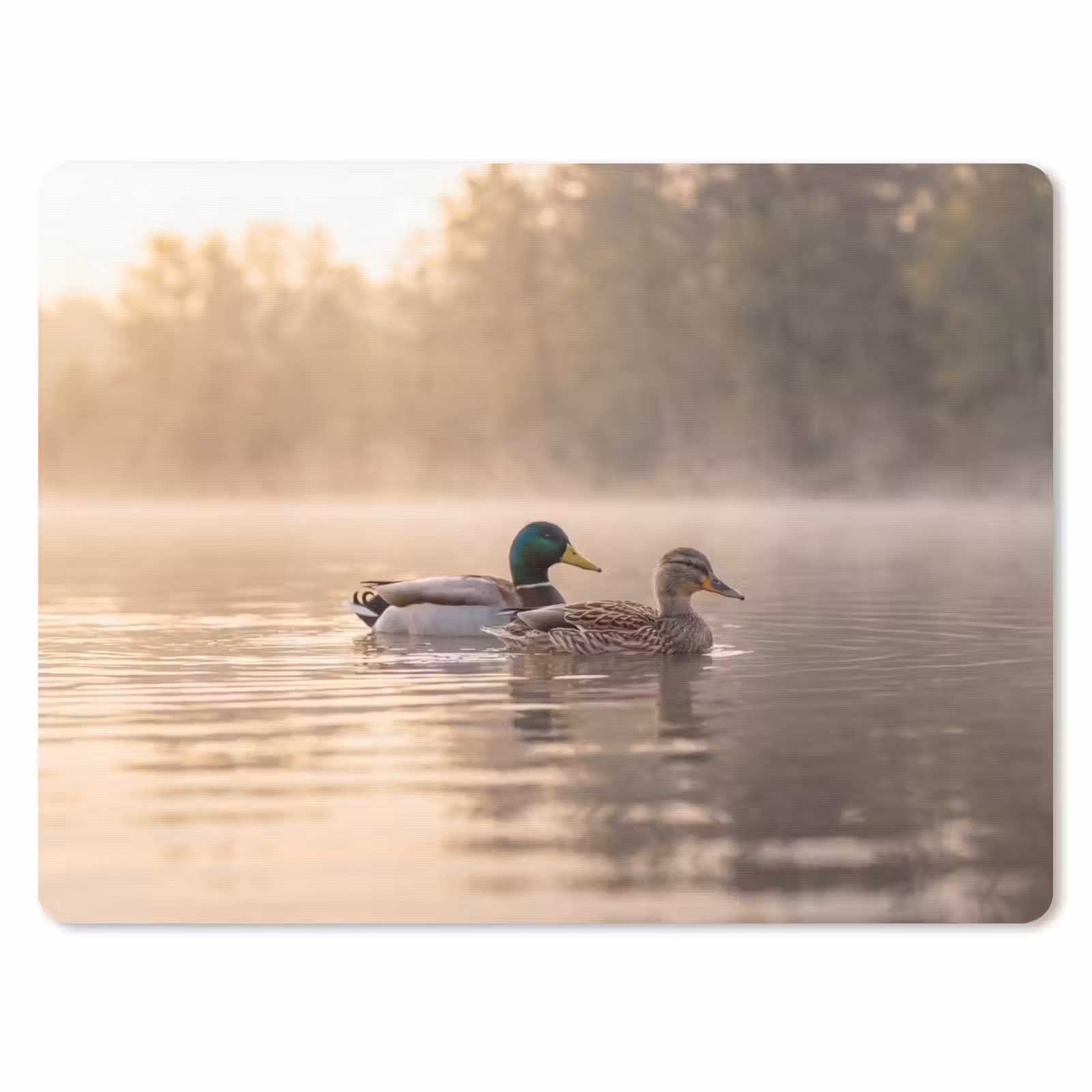 Muismat - Eenden - Water - Mist - Natuur — 1