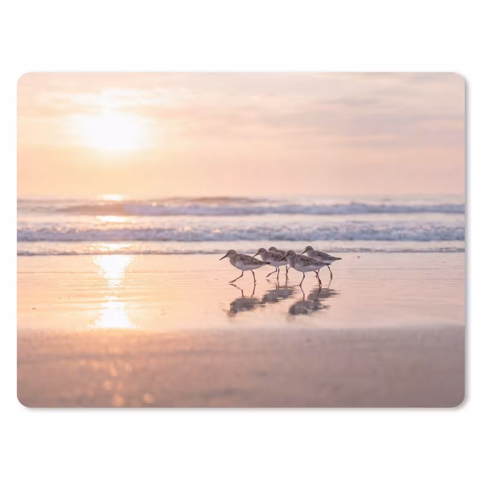 Muismat - Zee - Vogels - Strand — 1