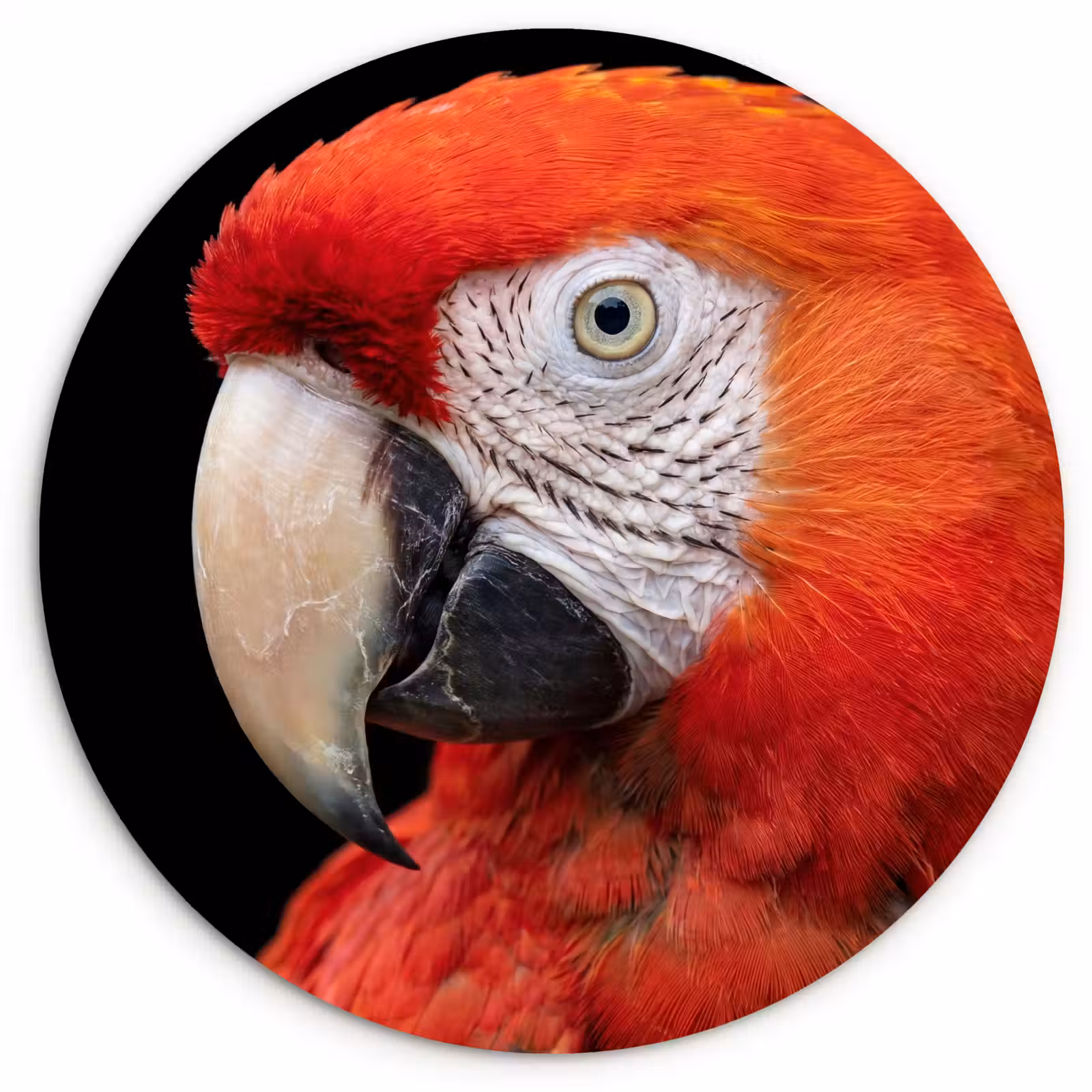 Muurcirkel - Ara - Portret - Rood — 1