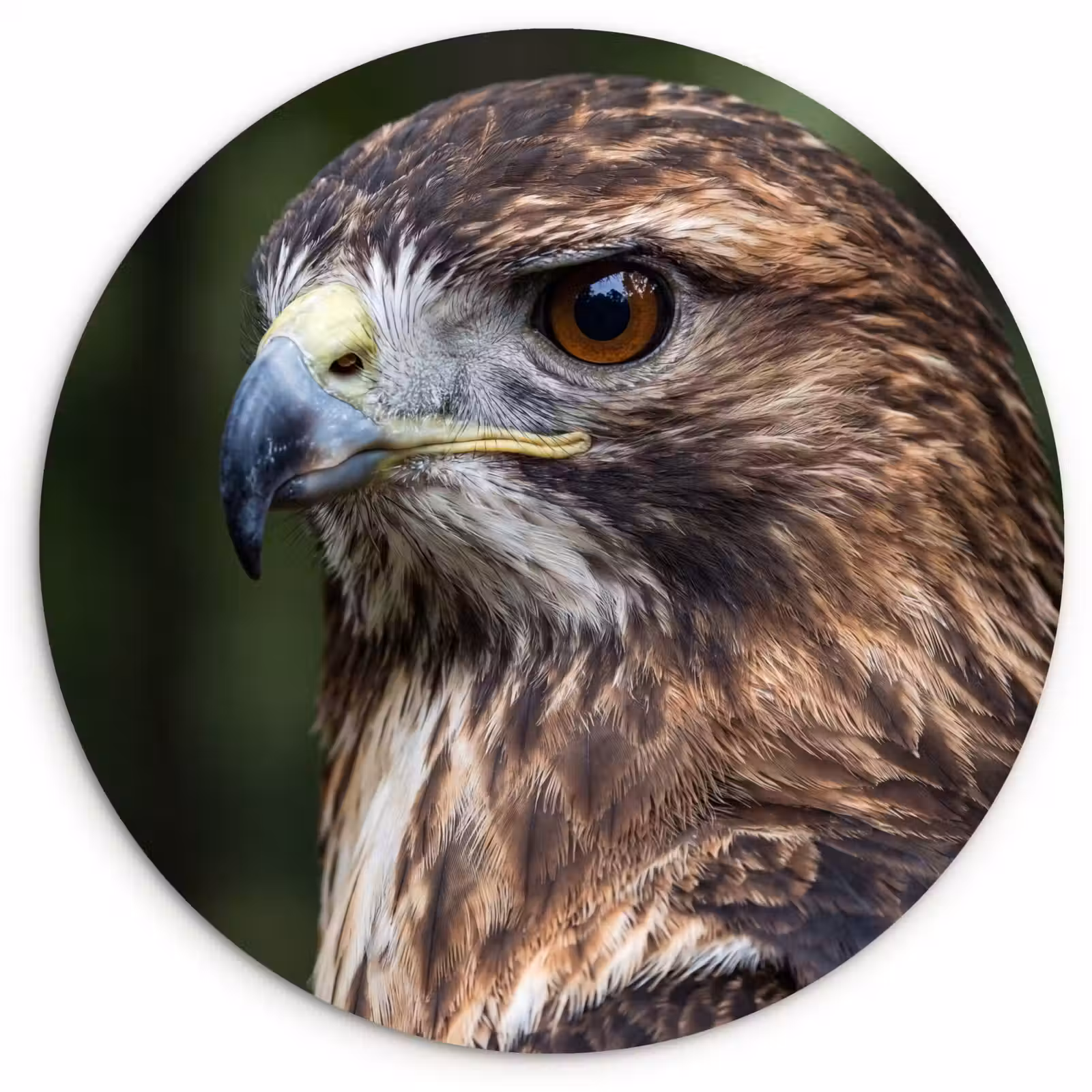 Muurcirkel - Buizerd - Roofvogel - Natuur - Bruin — 1