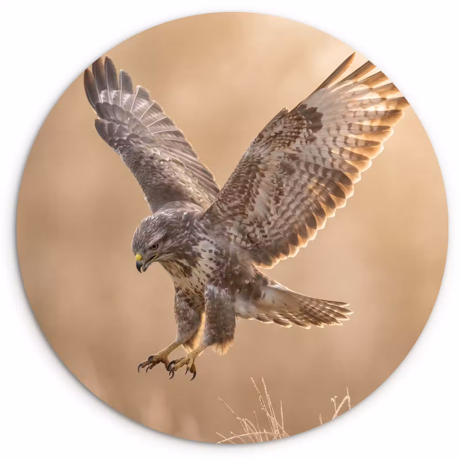 Muurcirkel - Buizerd - Roofvogel - Natuur - Bruin — 1