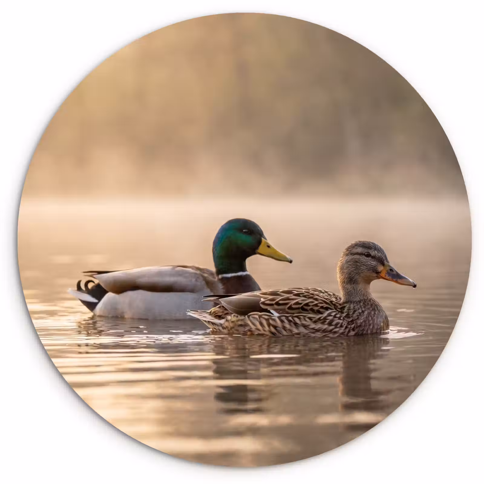 Muurcirkel - Eenden - Water - Mist - Natuur — 1
