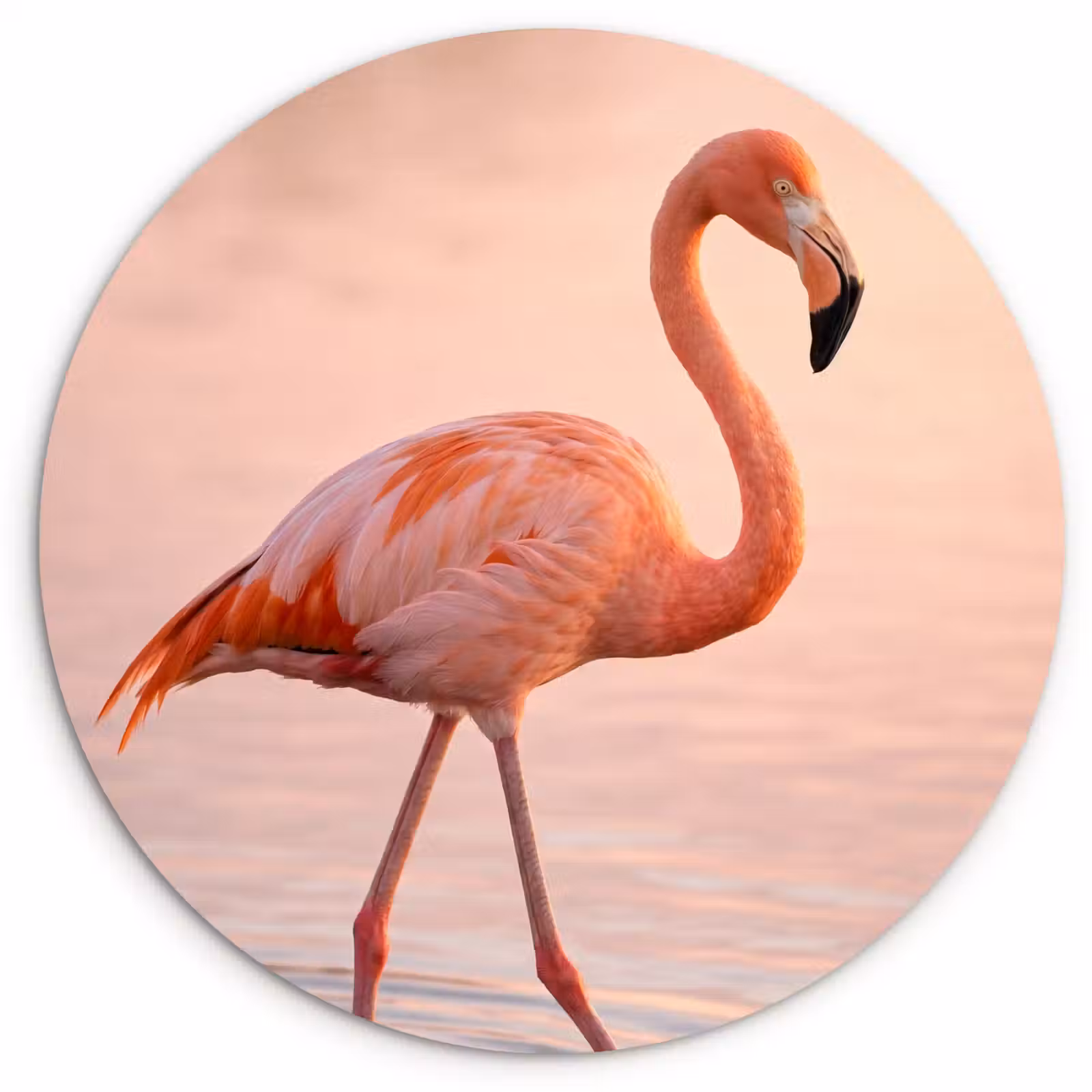 Muurcirkel - Flamingo - Water - Roze — 1