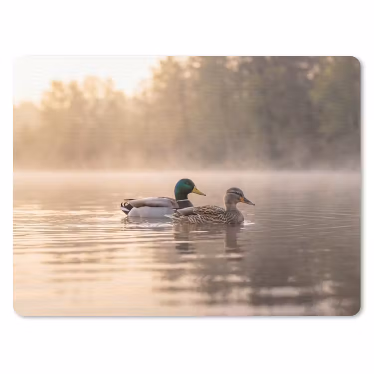 Muismat - Eenden - Water - Mist - Natuur — 1