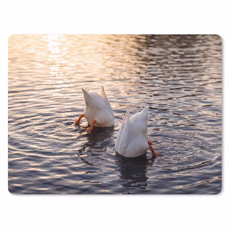 Muismat - Eenden - Water - Natuur — 1