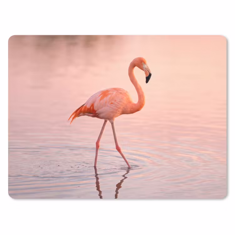 Muismat - Flamingo - Water - Roze — 1