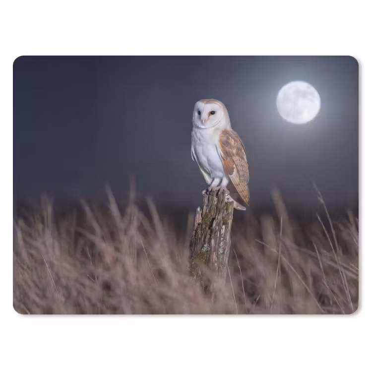 Muismat - Kerkuil - Maan - Nacht — 1