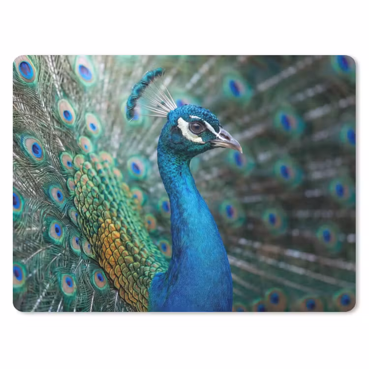 Muismat - Pauw - Veren - Blauw — 1