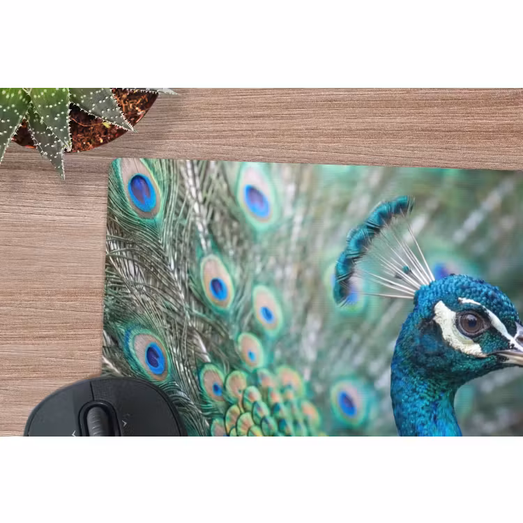 Muismat - Pauw - Veren - Blauw — 4