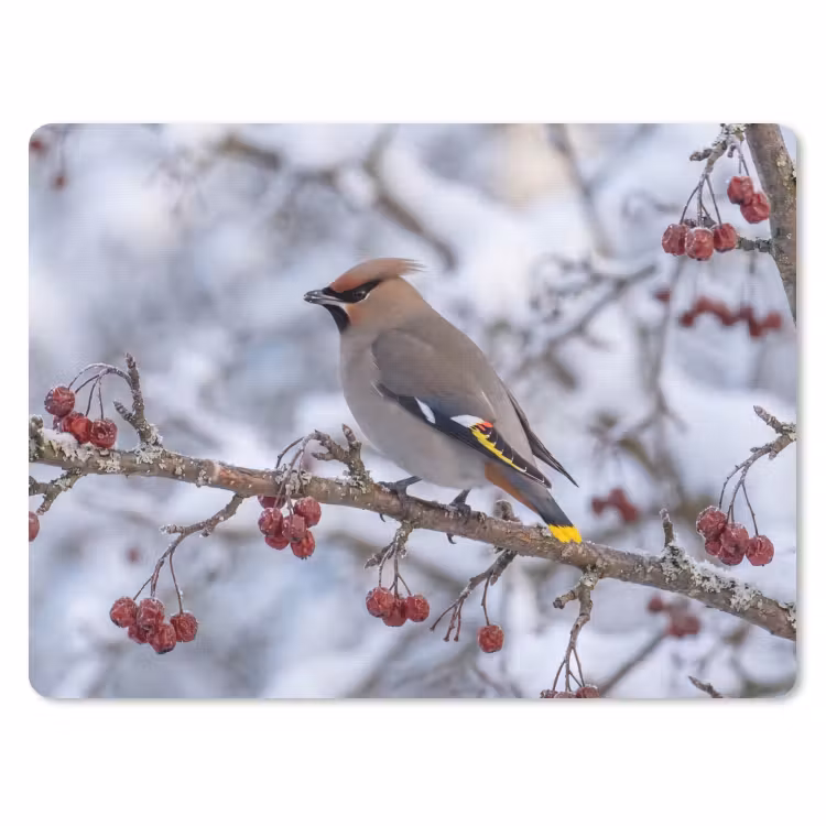 Muismat - Pestvogel - Bessen - Winter - Natuur — 1