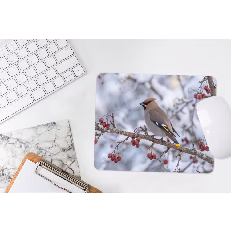 Muismat - Pestvogel - Bessen - Winter - Natuur — 2