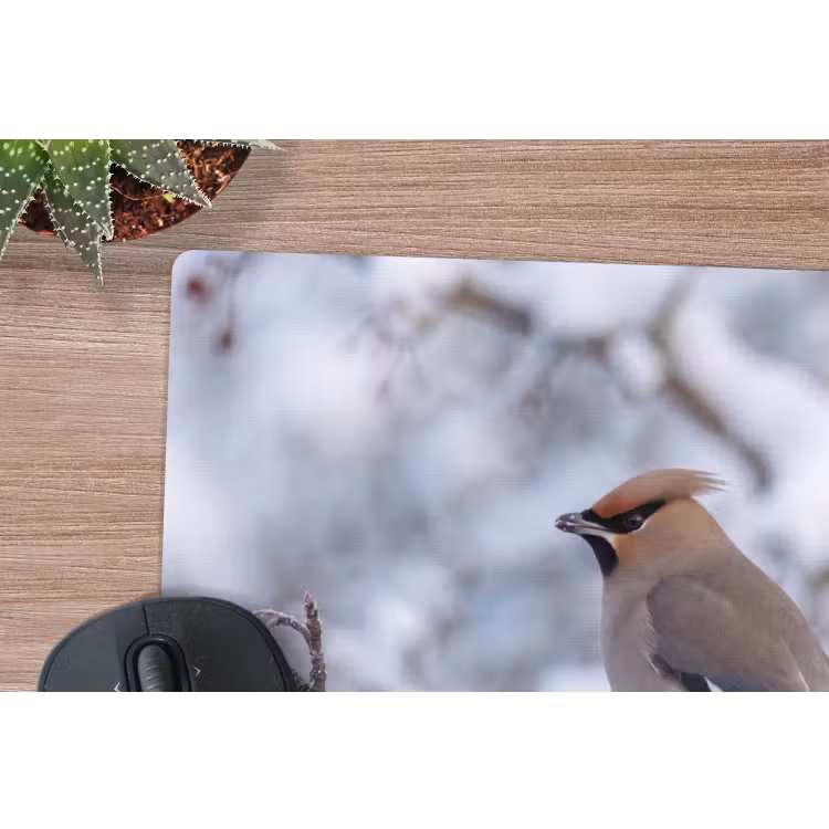 Muismat - Pestvogel - Bessen - Winter - Natuur — 4