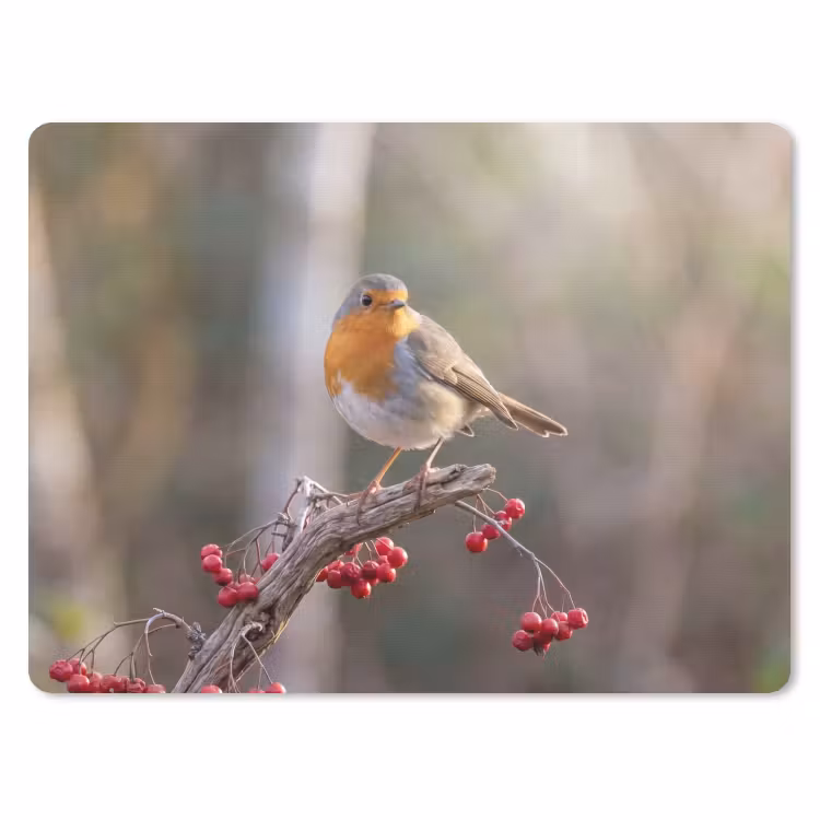 Muismat - Roodborst - Tak - Bessen - Natuur — 1