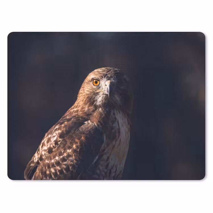 Muismat - Roofvogel - Buizerd - Bruin — 1