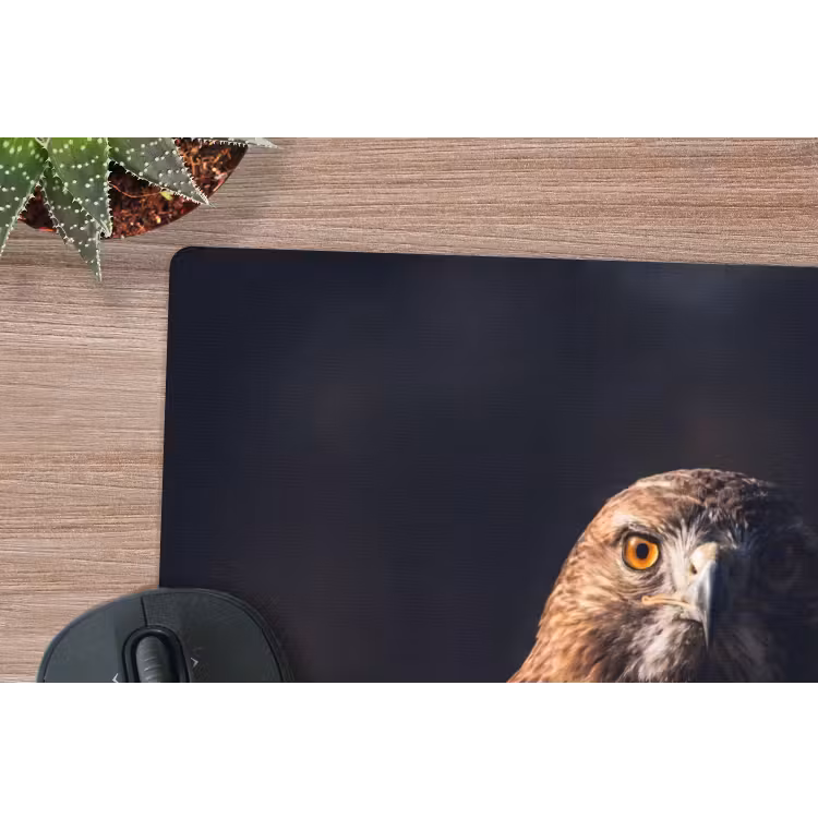 Muismat - Roofvogel - Buizerd - Bruin — 4