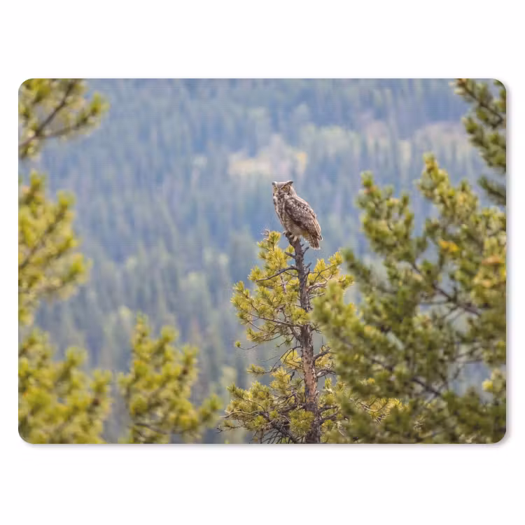 Muismat - Uil - Oehoe - Bomen - Natuur — 1