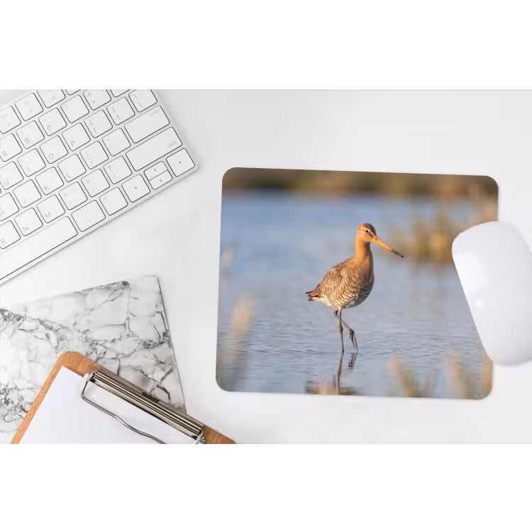 Muismat - Vogel - Steltloper - Water - Natuur — 2
