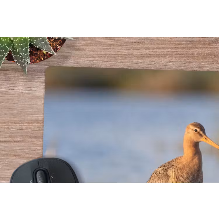 Muismat - Vogel - Steltloper - Water - Natuur — 4