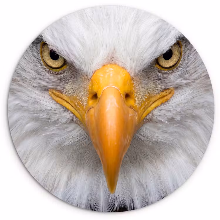 Muurcirkel - Amerikaans - Zeearend - Portret - Geel — 1