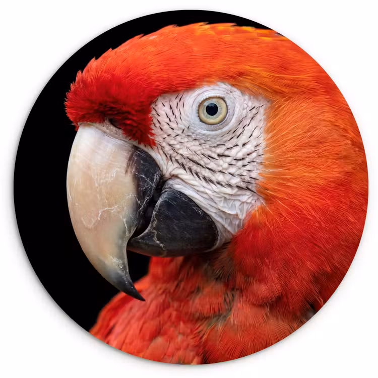 Muurcirkel - Ara - Portret - Rood — 1