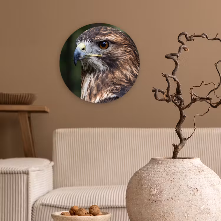 Muurcirkel - Buizerd - Roofvogel - Natuur - Bruin — 2