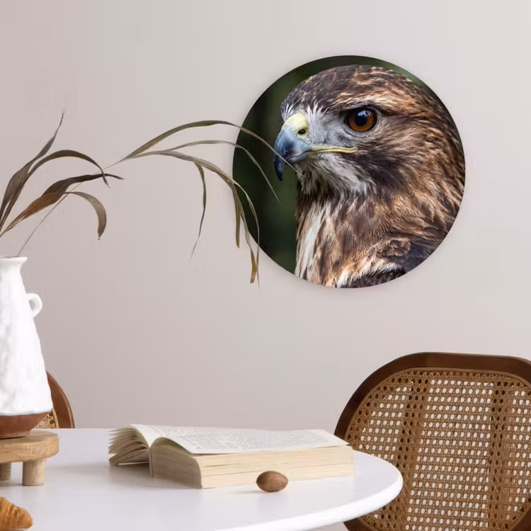 Muurcirkel - Buizerd - Roofvogel - Natuur - Bruin — 4