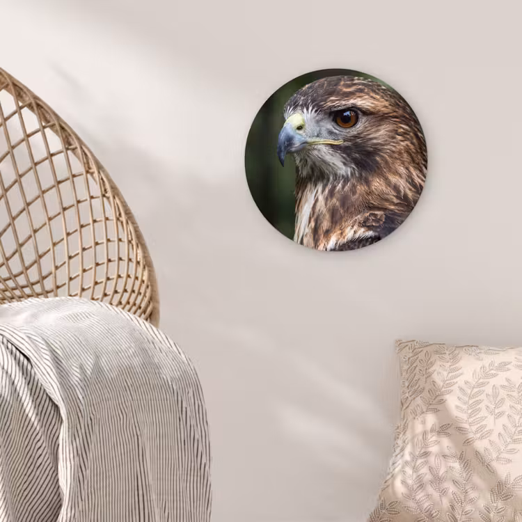 Muurcirkel - Buizerd - Roofvogel - Natuur - Bruin — 5
