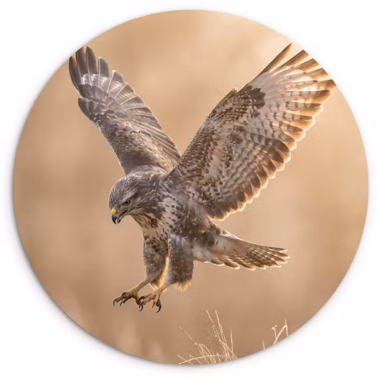 Muurcirkel - Buizerd - Roofvogel - Natuur - Bruin — 1