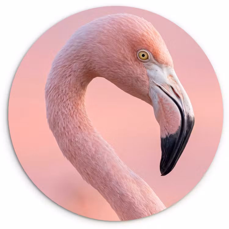 Muurcirkel - Flamingo - Portret - Roze — 1
