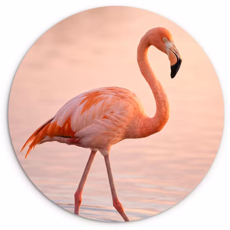 Muurcirkel - Flamingo - Water - Roze — 1
