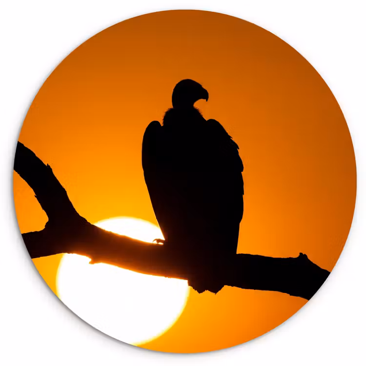 Muurcirkel - Gier - Tak - Zon - Oranje — 1
