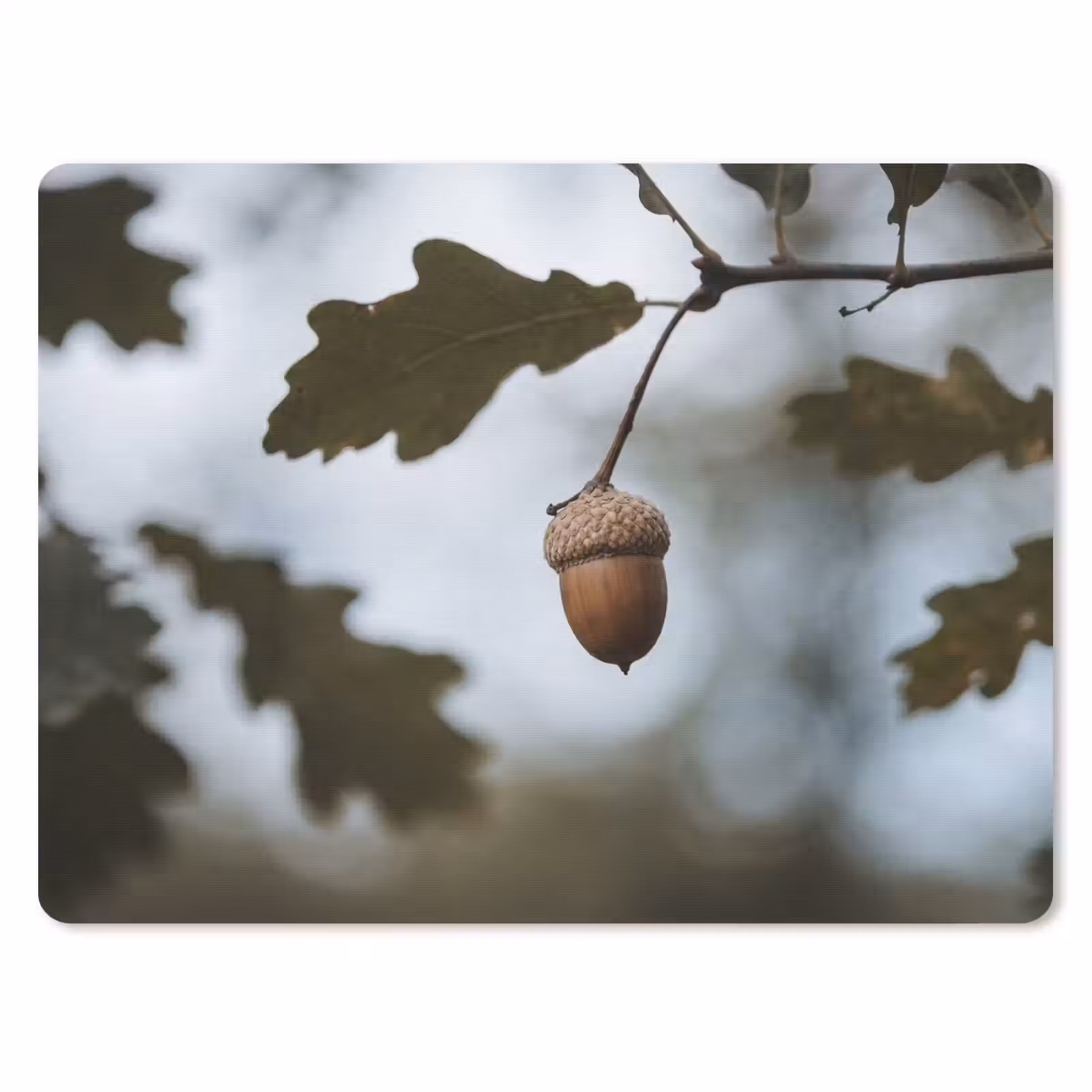 Muismat - Eikel - Eikenblad - Bos - Herfst - Natuur — 1