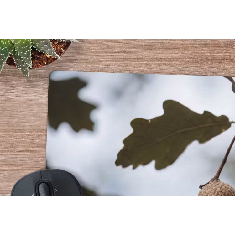 Muismat - Eikel - Eikenblad - Bos - Herfst - Natuur — 4